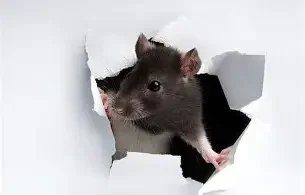 Rodent Control — Texas Shield Pest Control