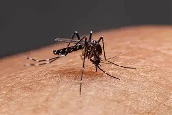 Mosquito Control — Texas Shield Pest Control