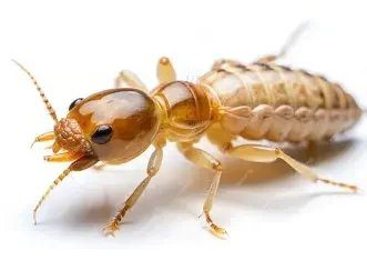 Termite Control — Texas Shield Pest Control