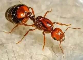 Fire Ant — Texas Shield Pest Control